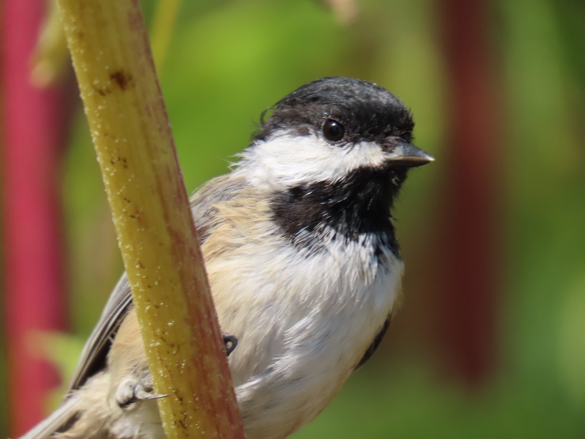 Black-capped Chickadee - ML623344233