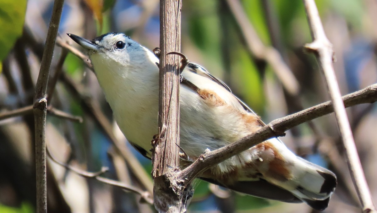 White-breasted Nuthatch - ML623344256