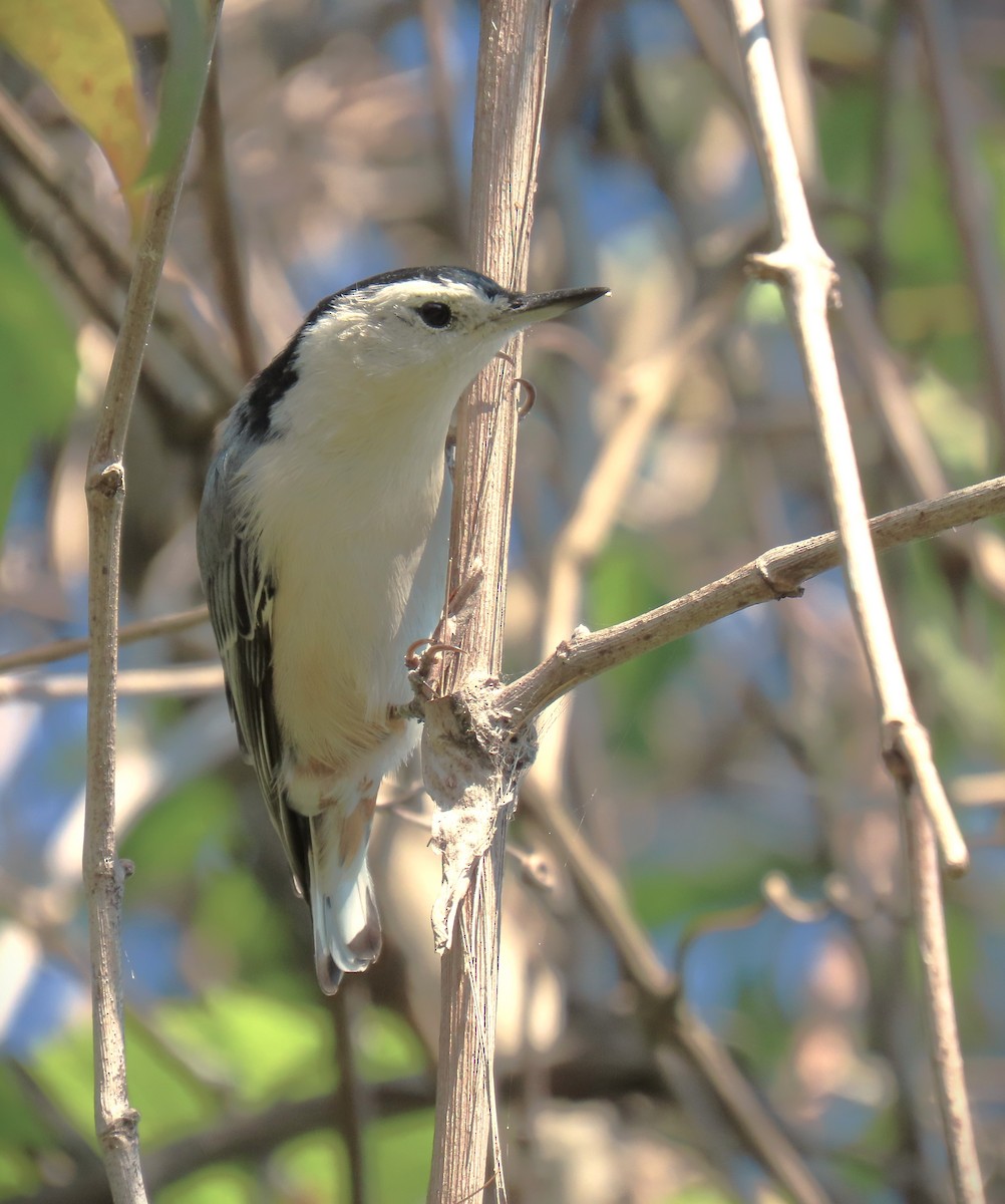 White-breasted Nuthatch - ML623344257