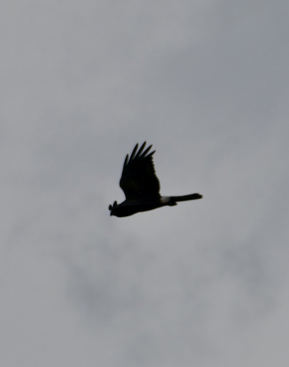 Northern Harrier - ML623344277