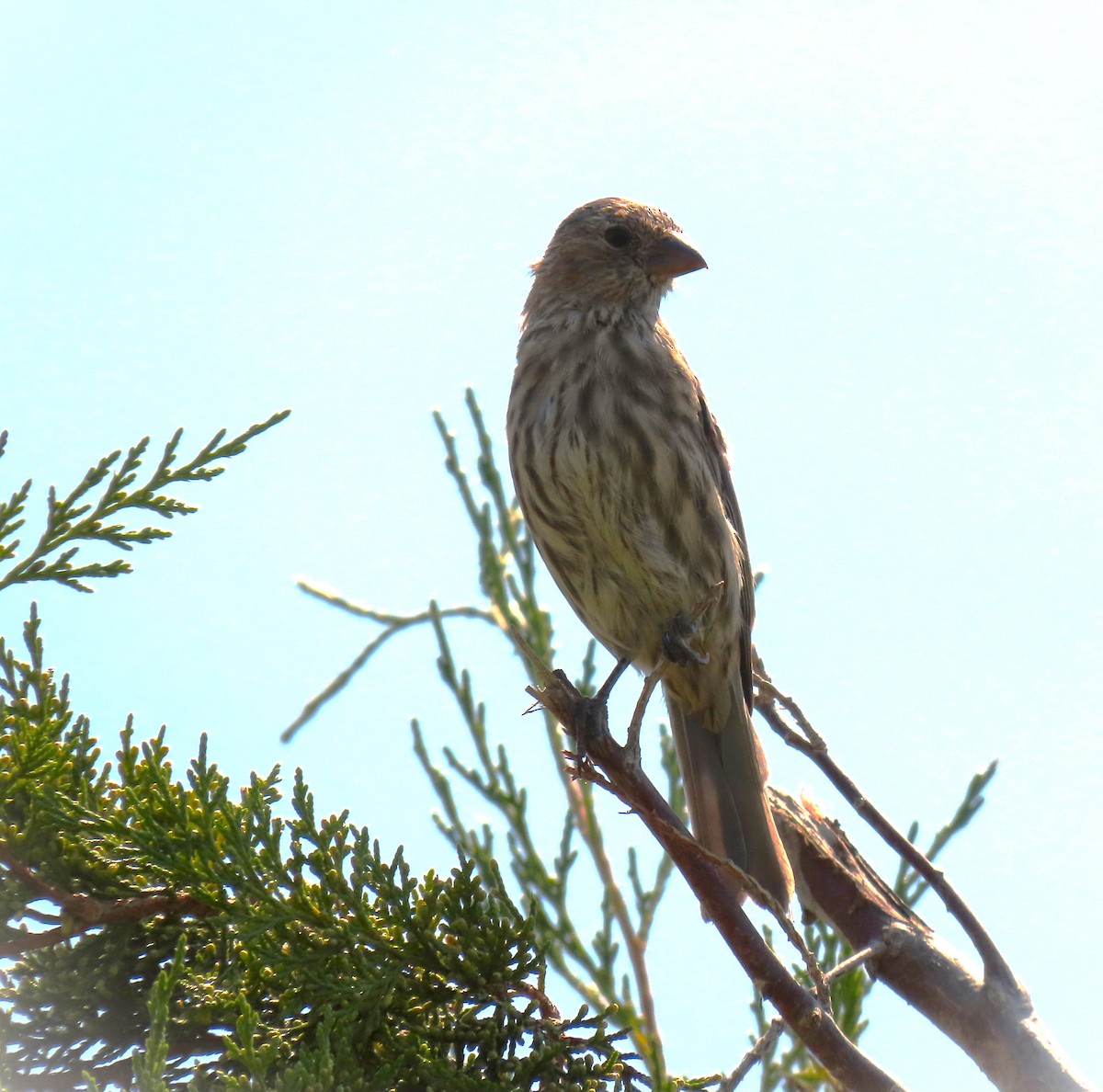 House Finch - ML623344288