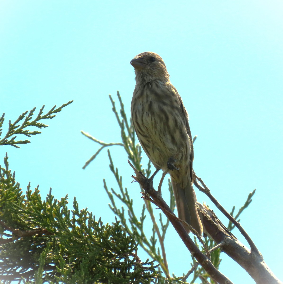 House Finch - Vicki Easton