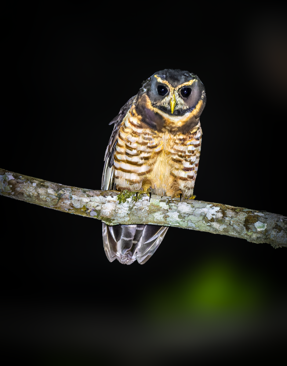 Band-bellied Owl - ML623344293