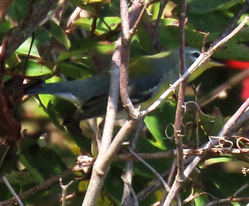 Northern Parula - ML623344341