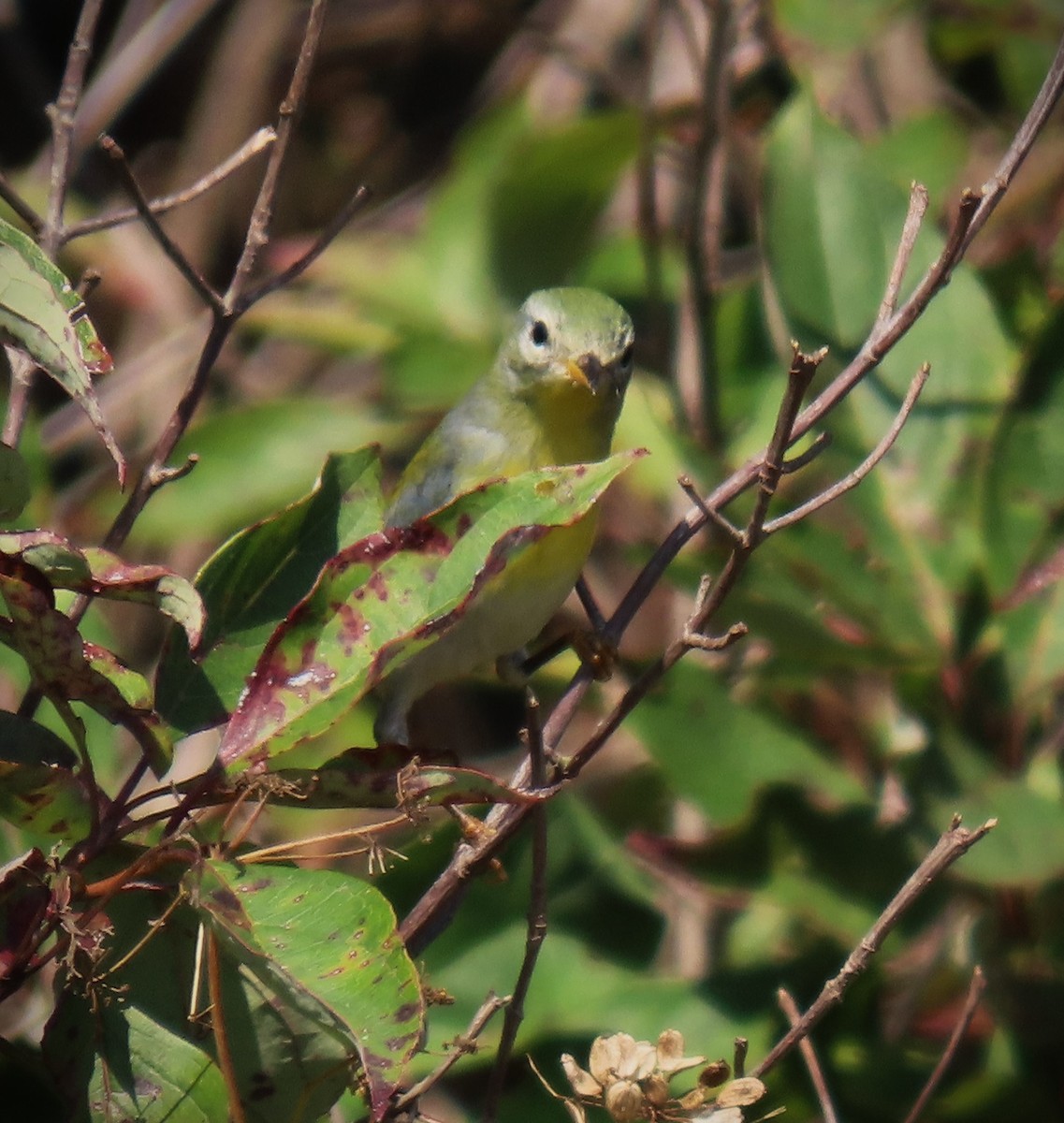 Northern Parula - Vicki Easton