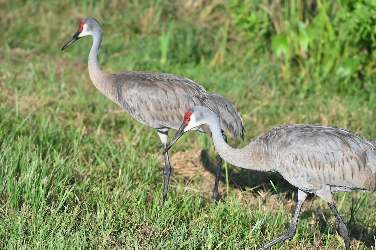 Grulla Canadiense - ML623344370