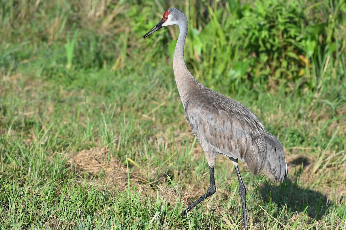 Grulla Canadiense - ML623344371