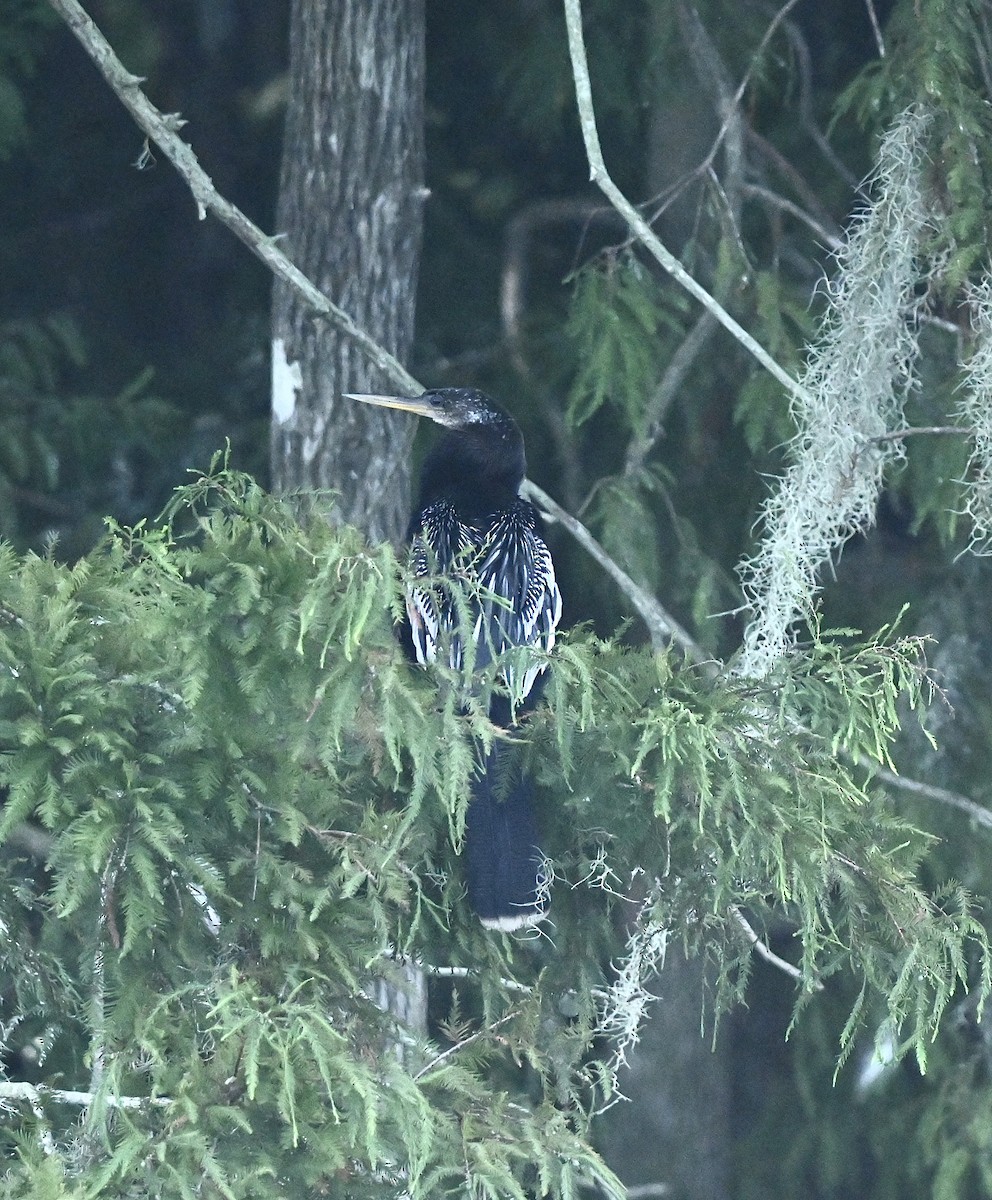 Anhinga Americana - ML623344375