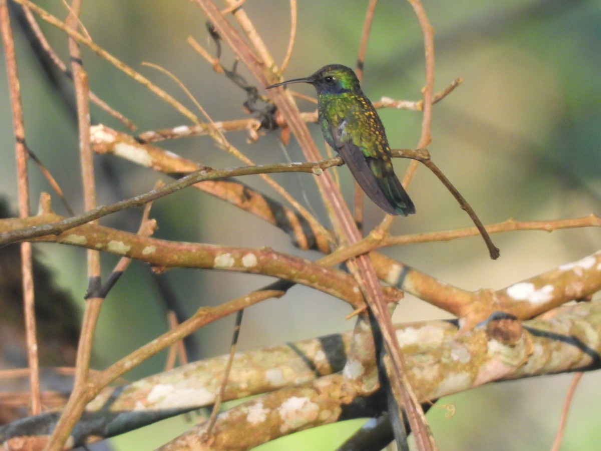 Berg-Veilchenohrkolibri - ML623344391