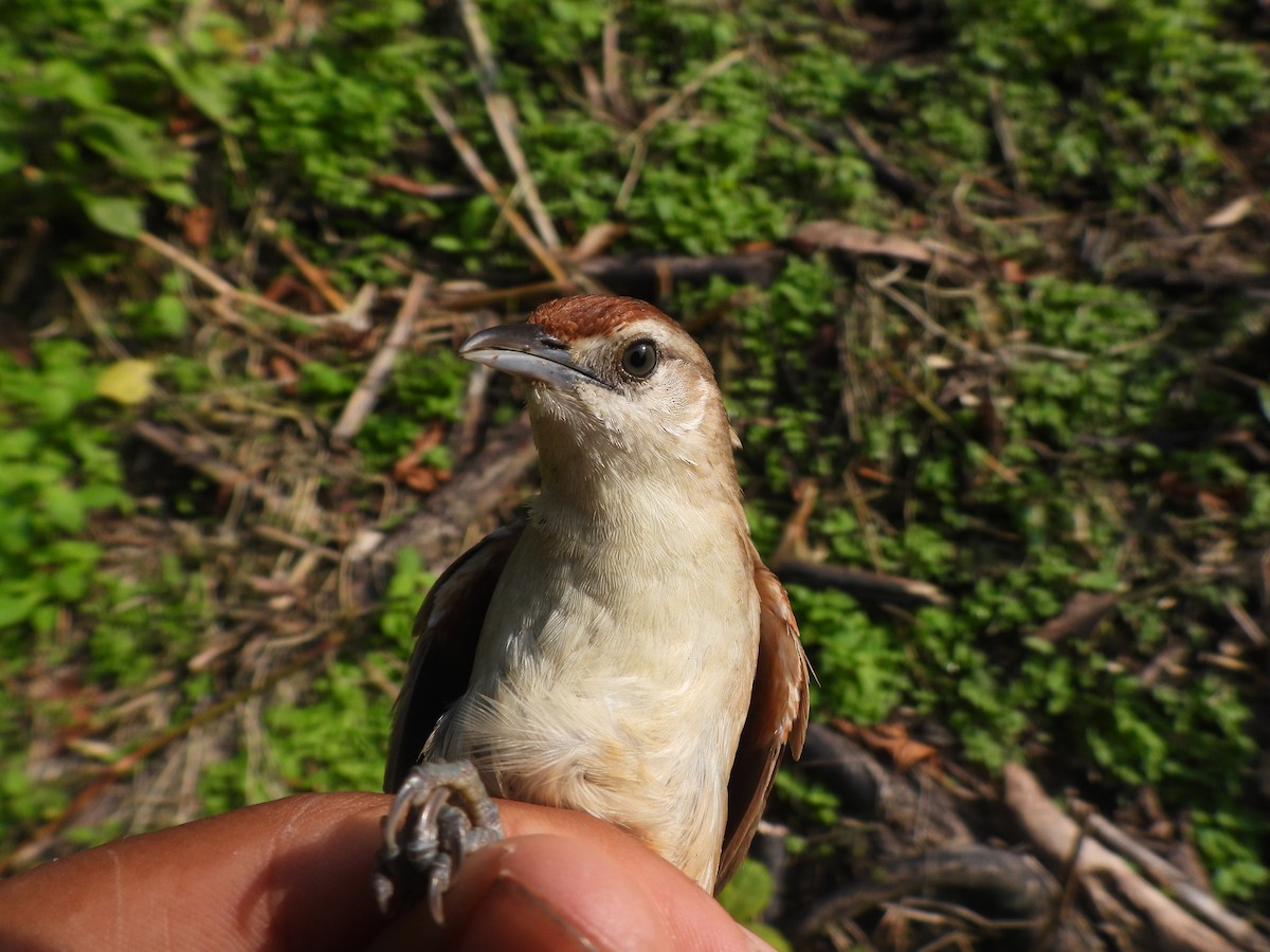 Rufous-fronted Thornbird - ML623344397