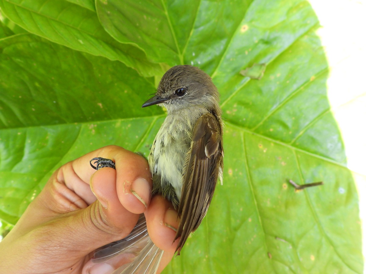 Olive-chested Flycatcher - ML623344421