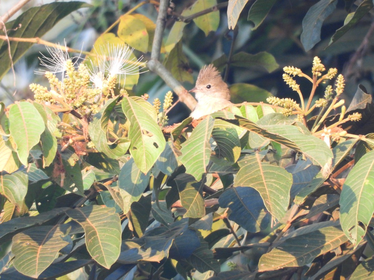 Yellow-bellied Elaenia - ML623344432