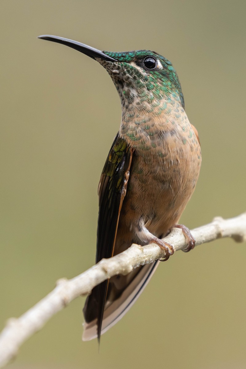 Fawn-breasted Brilliant - ML623344448