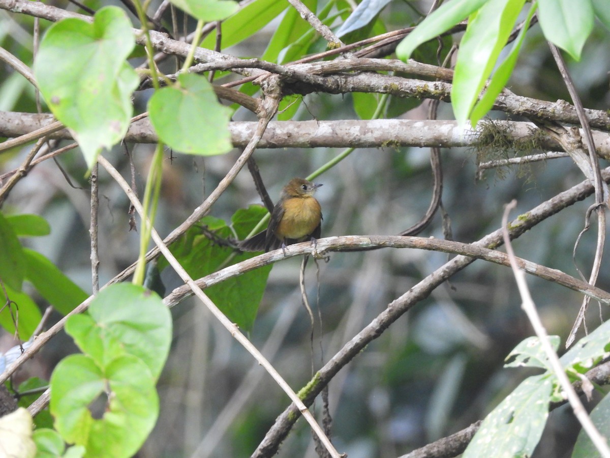 Tawny-breasted Flycatcher - ML623344457