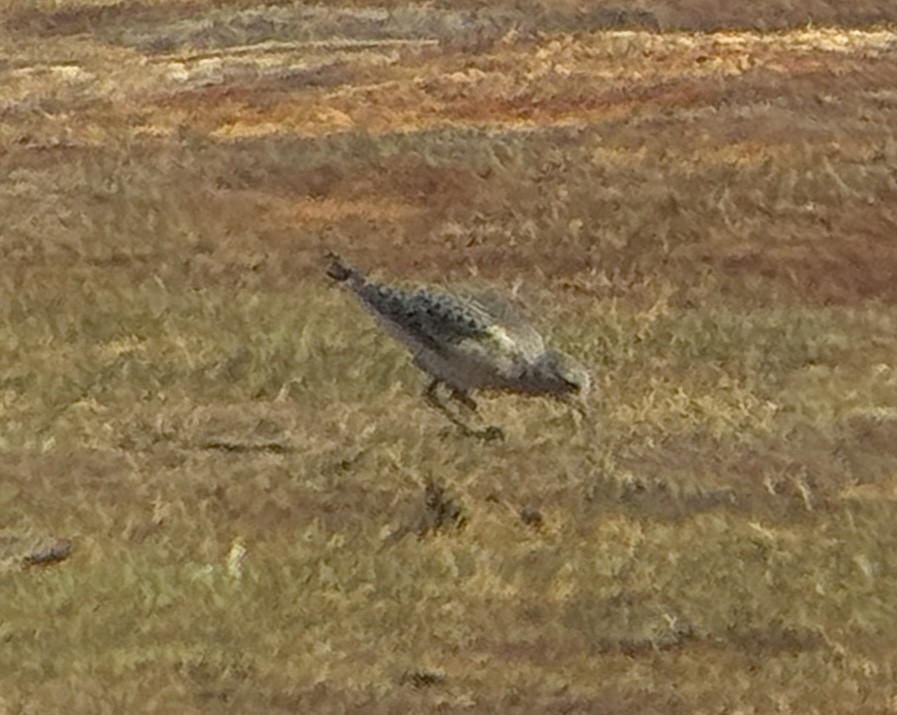 Buff-breasted Sandpiper - ML623344500