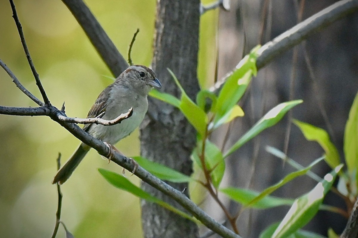 ヤブスズメモドキ - ML623344501