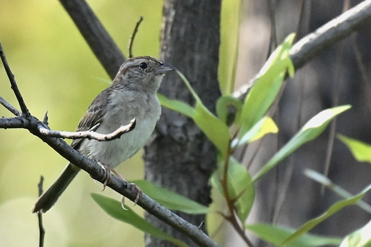 ヤブスズメモドキ - ML623344502