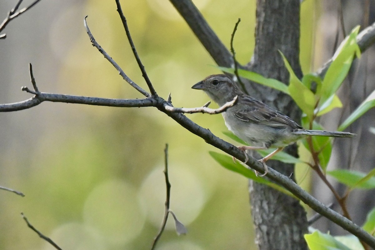 ヤブスズメモドキ - ML623344503