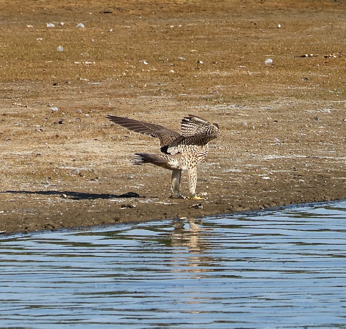 Peregrine Falcon - ML623344507