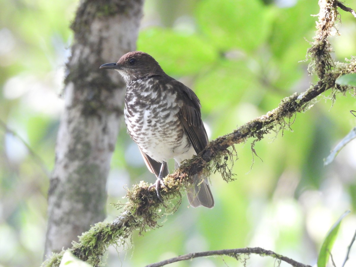 Marañon Thrush - ML623344513