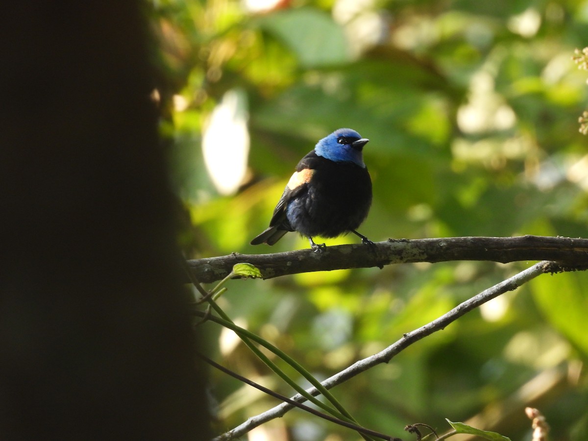 Blue-necked Tanager - ML623344516