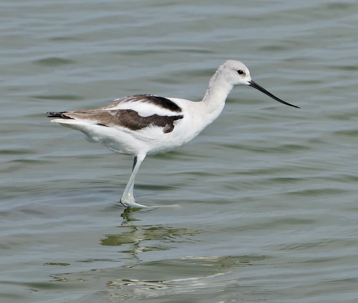 American Avocet - Jim St Laurent