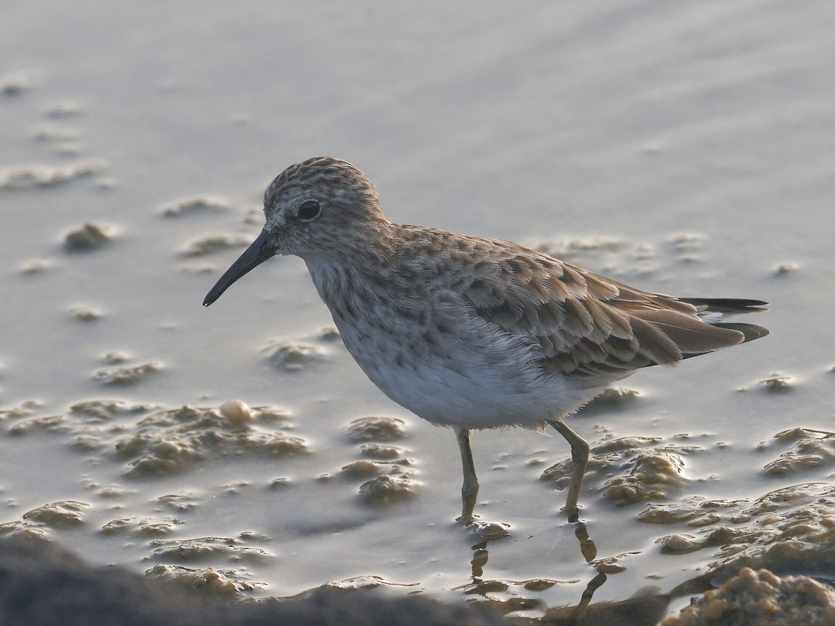 Least Sandpiper - Edith Holden