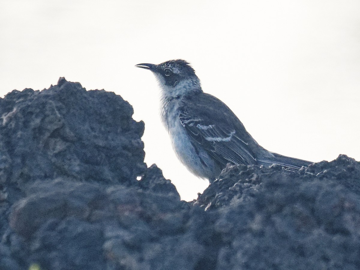 Galapagos Mockingbird - ML623344622