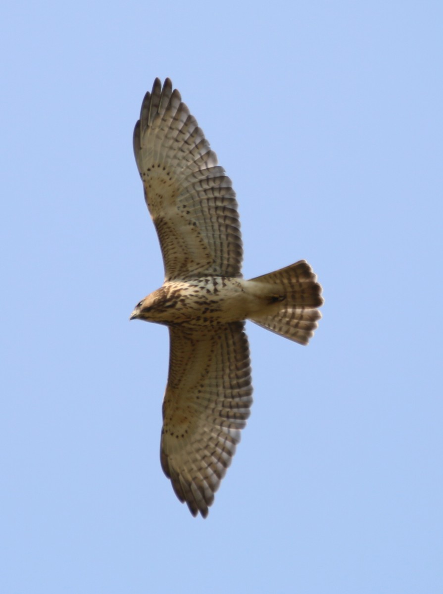 Broad-winged Hawk - ML623344635