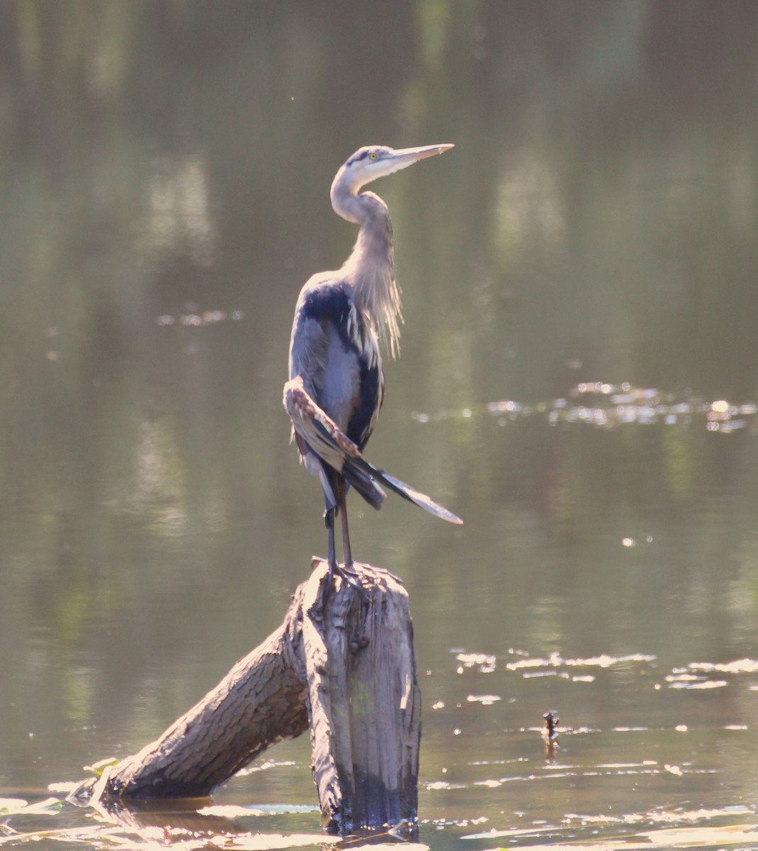 Great Blue Heron - ML623344674