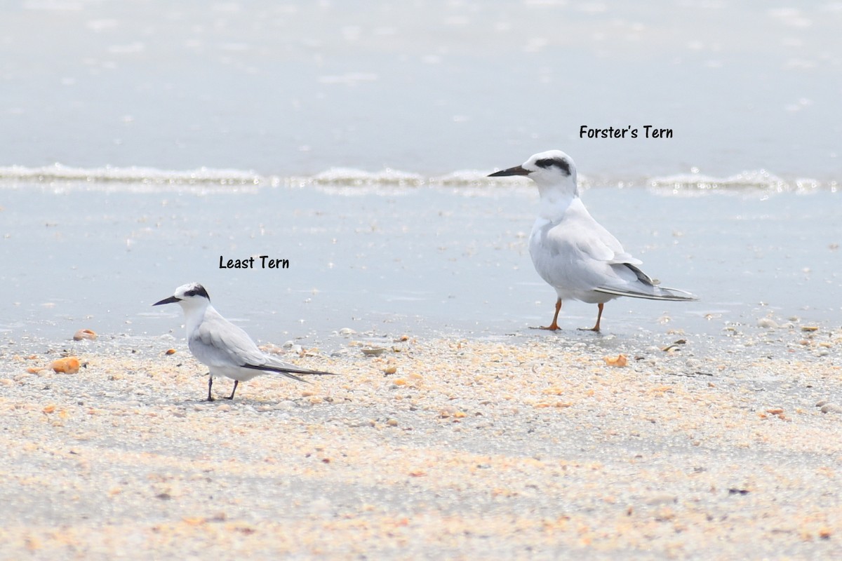 Forster's Tern - ML623344680