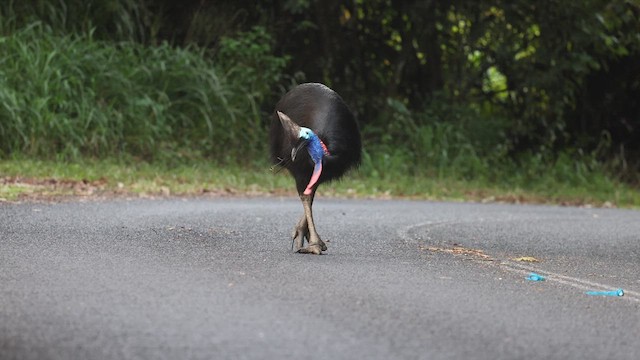 Southern Cassowary - ML623344681