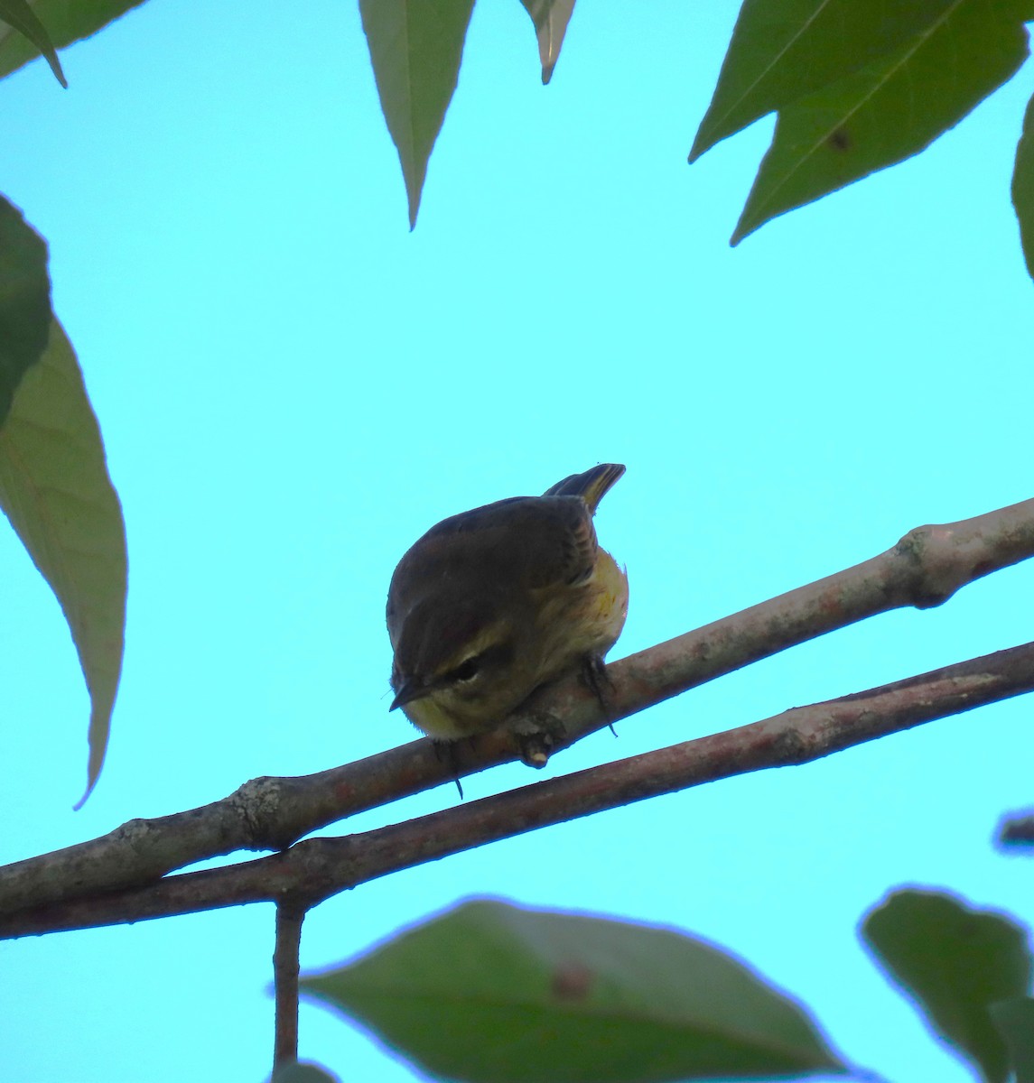 Palm Warbler - ML623344727