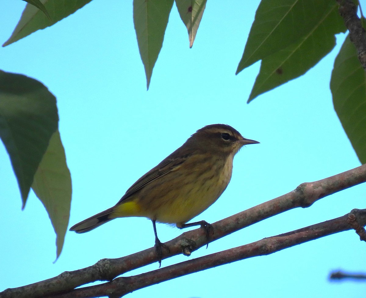 Palm Warbler - ML623344728