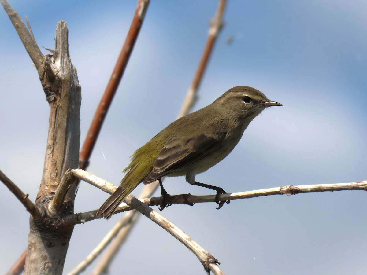 Palm Warbler - ML623344732