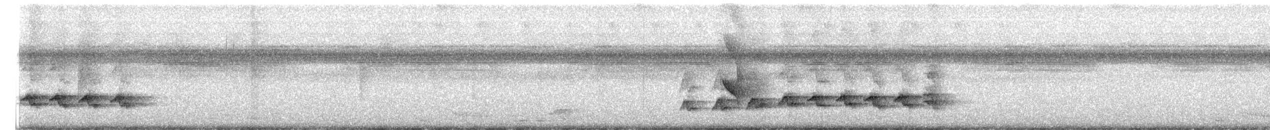 Schwarzschwanz-Degenschnäbler - ML623344734