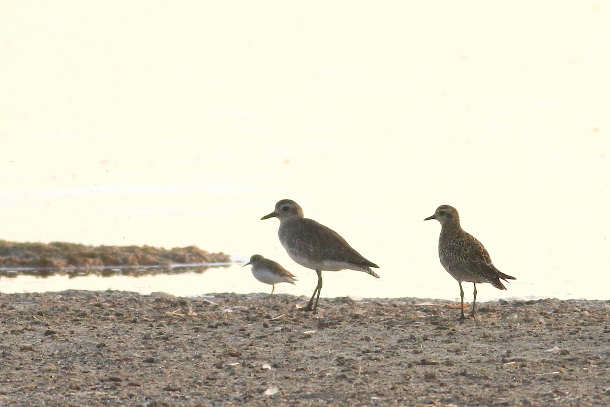 Pacific Golden-Plover - ML623344736