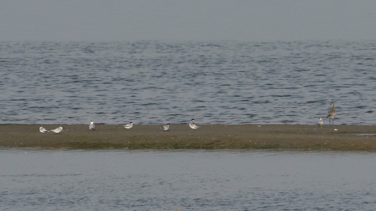 Least Tern - ML623344746