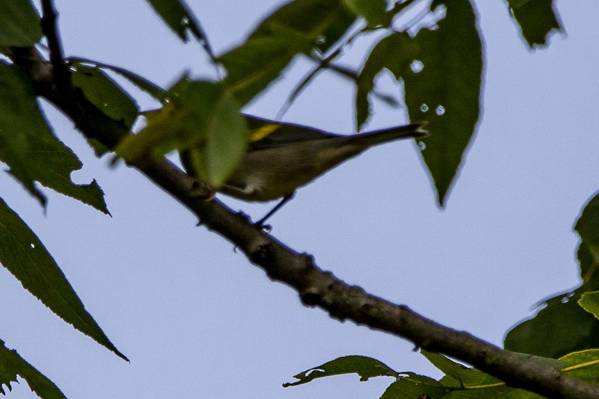 Golden-winged Warbler - ML623344758