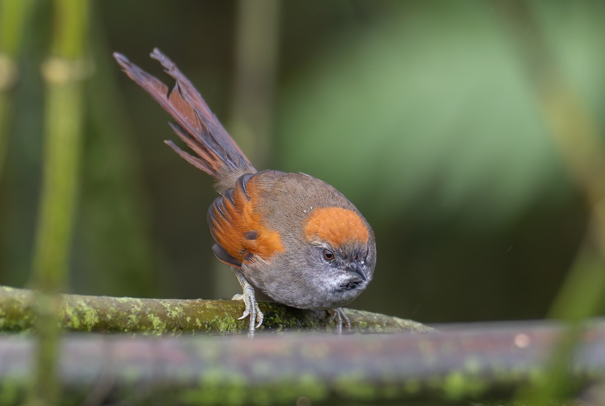 Azara's Spinetail - ML623344767