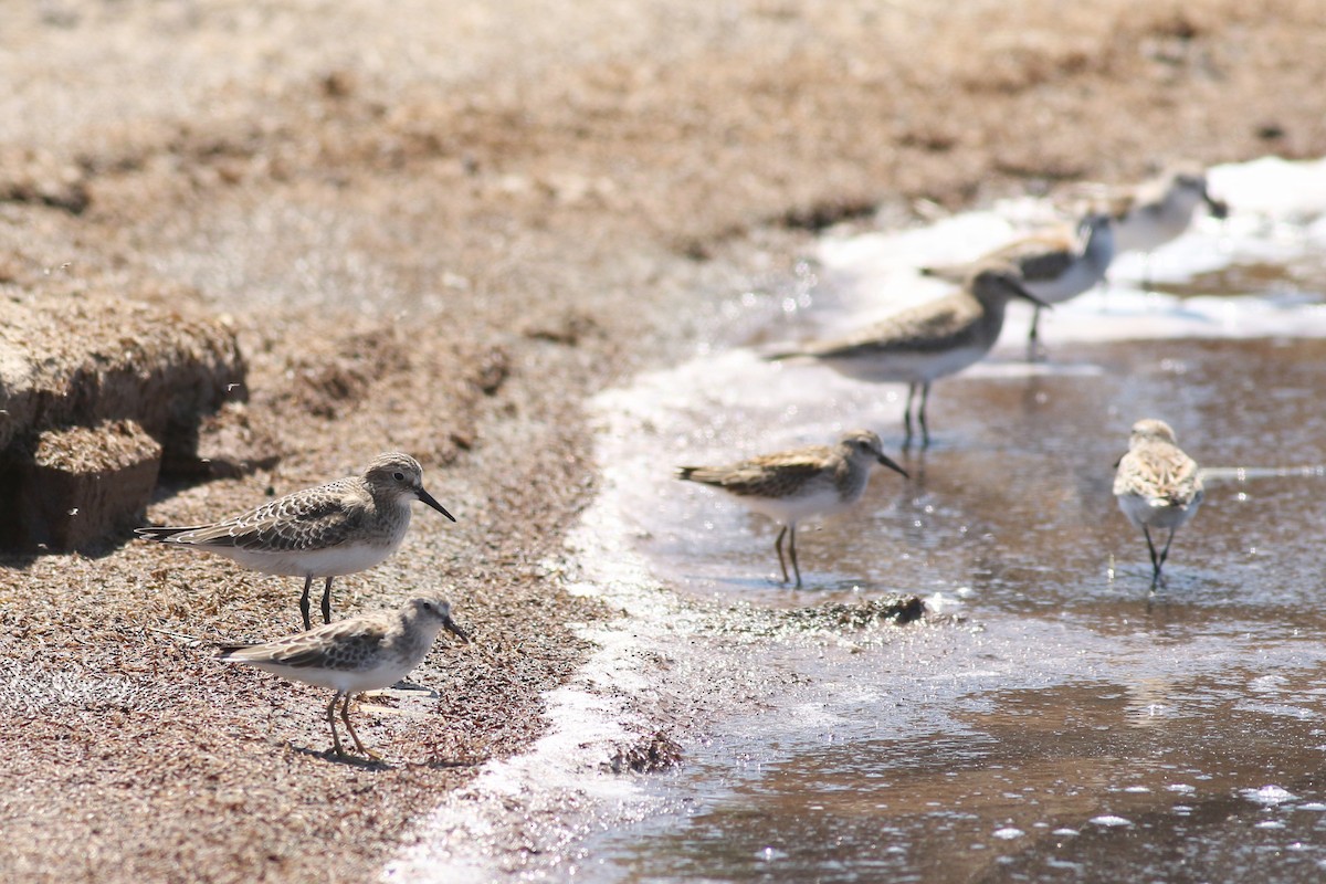 Baird's Sandpiper - ML623344768