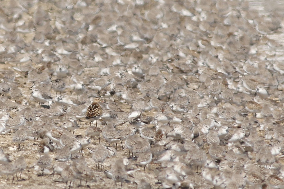 Pectoral Sandpiper - ML623344782