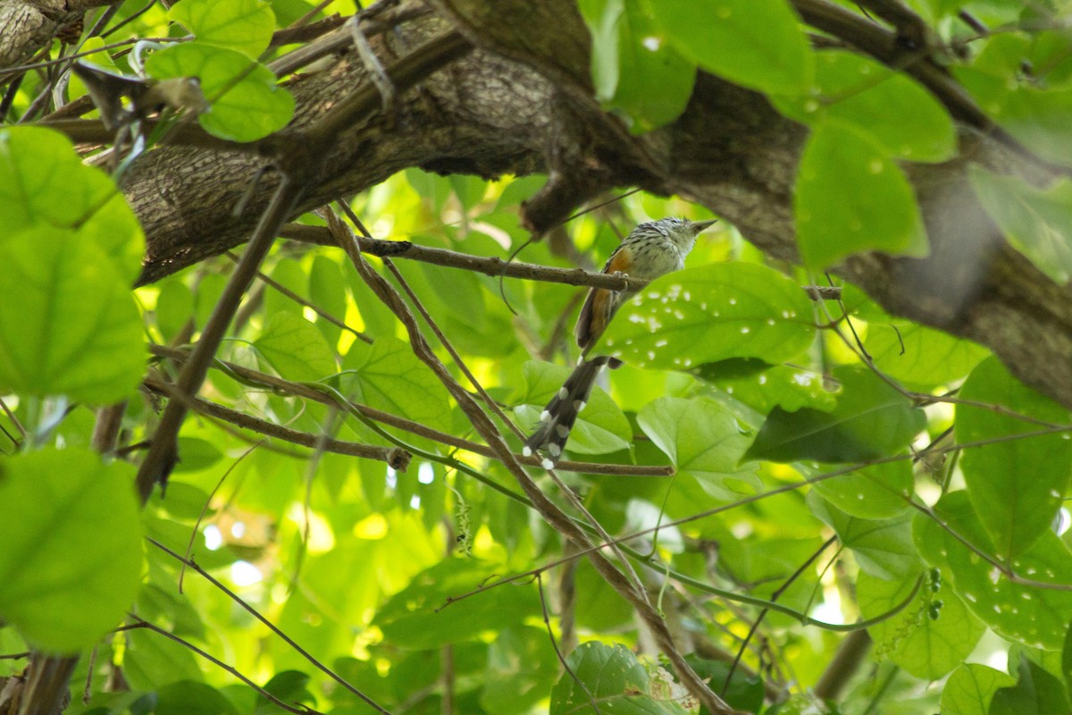 Klages's Antbird - ML623344827