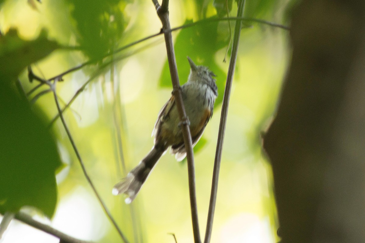 Klages's Antbird - ML623344828