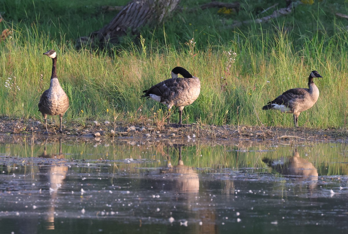 Canada Goose - ML623344873