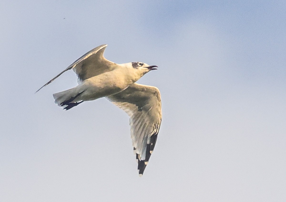 Franklin's Gull - ML623344896