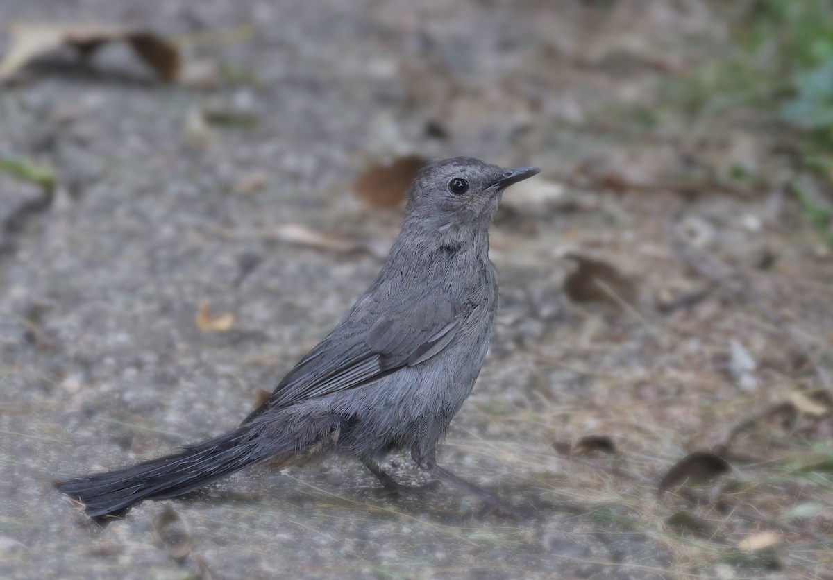 Gray Catbird - Terry Spitzenberger