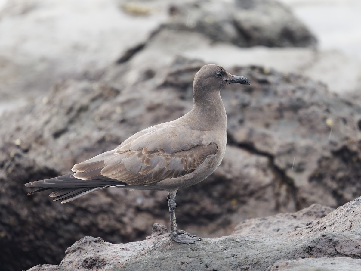 Mouette obscure - ML623344912