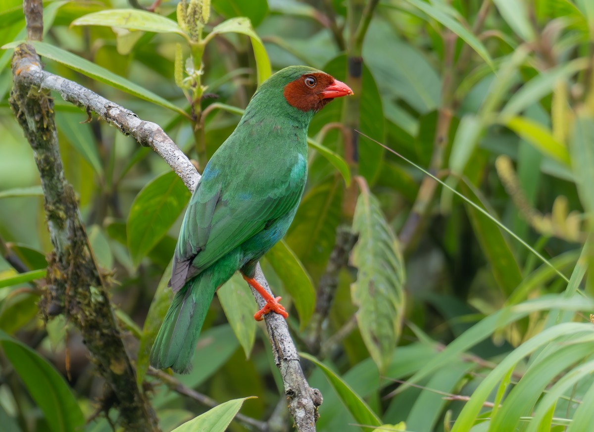 Grass-green Tanager - ML623344914