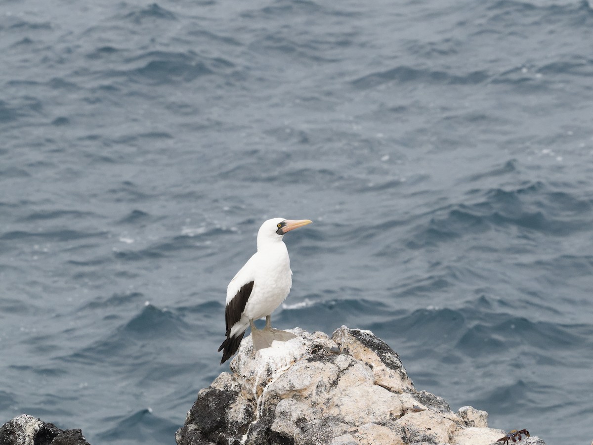 Nazca Booby - ML623344917